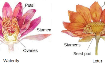 Lotus Flower Parts Description